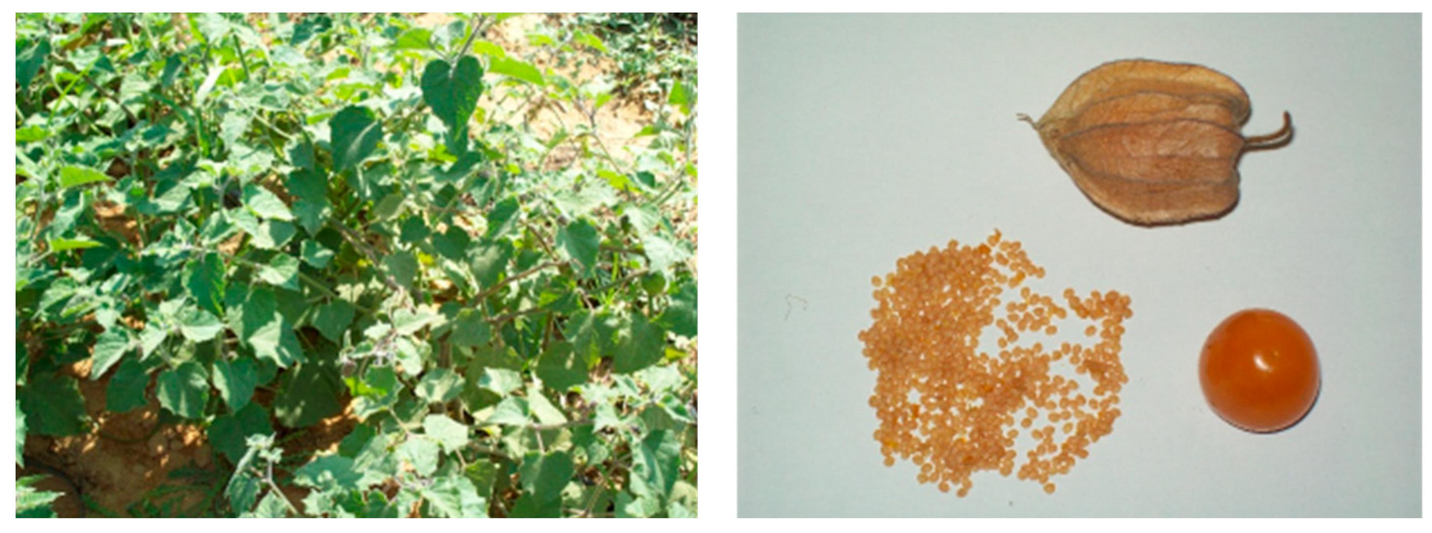 Horticulturae | Free Full-Text | Impact of Gibberellic Acid on ...