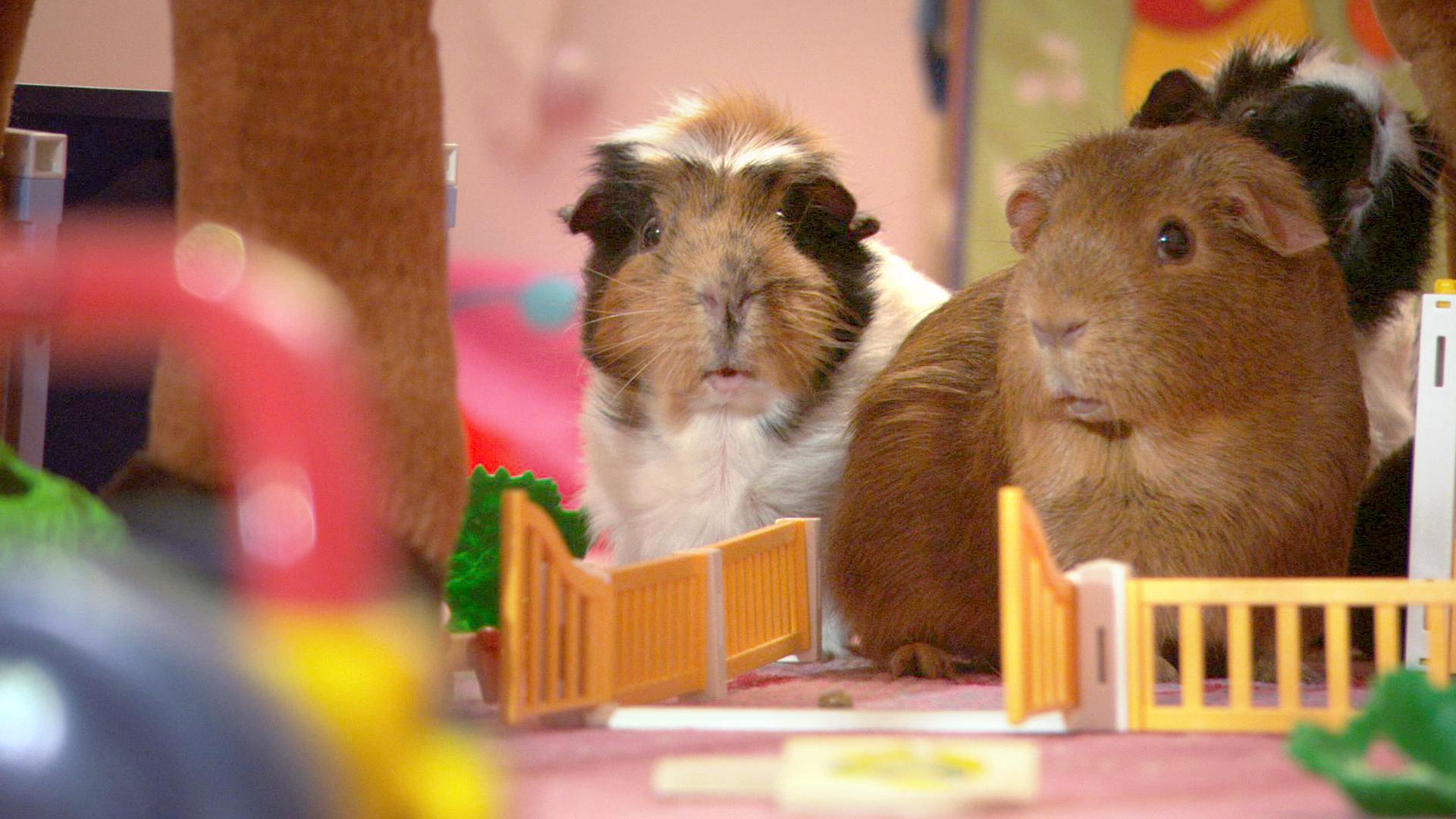 The Real Guinea Pig | ZDF Studios