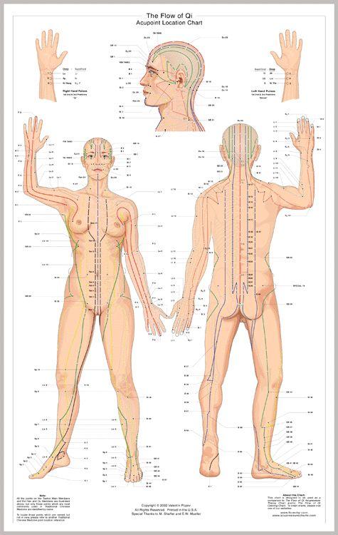 Meridians Chinese Medicine <b>Theory</b> Description, Chart, Information ...